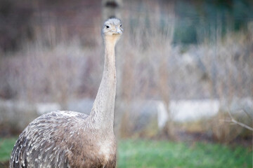 Darwin's rhea or the lesser rhea is a large flightless bird, the smaller of the two extant species...
