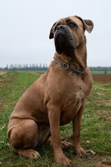 A beautiful Cane Corso dog with nice eyes. The Cane Corso is an excellent guard dog and companion.