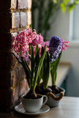 Spring floral home decor, cozy atmosphere. Bright fresh purple and pink bulbous hyacinth flowers on wooden windowsill. Springtime gardening concept. Sustainable lifestyle, earth day