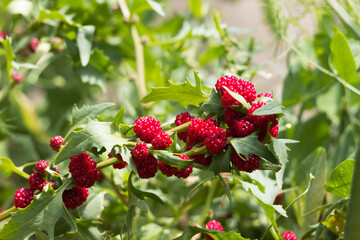 Strawberry spinach is a salad with small red berries similar to strawberries. Growing strawberry spinach in the garden
