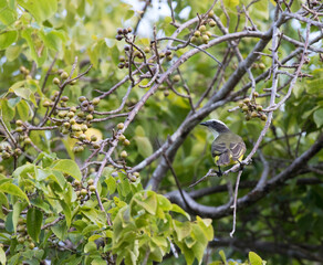 A close photo of great kiskadee bird