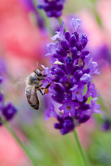 A honeybee gathers nectar from a vibrant purple lavender flower. The macro shot highlights the bee’s delicate wings, fuzzy body, and intricate floral structure.
