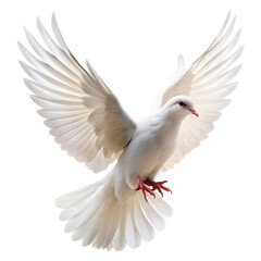 Obraz premium white dove isolated on white