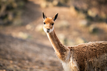 funny Lama vicugna is resting at farmer ranch. Soft wool by lama produce