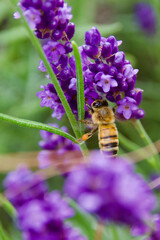 A honeybee gathers nectar from a vibrant purple lavender flower. The macro shot highlights the bee’s delicate wings, fuzzy body, and intricate floral structure.