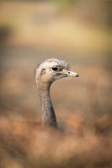 Darwin's rhea or the lesser rhea is a large flightless bird, the smaller of the two extant species...
