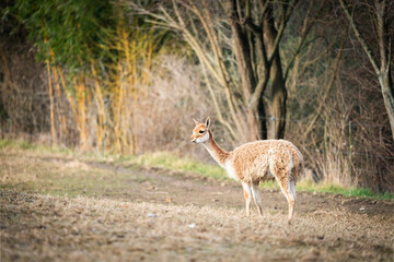 young llama vicuna in the zoo