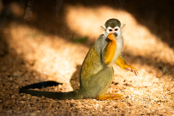 Close-up of a South American squirrel monkey (Saimiri sciureus) eating fruit in a zoological park