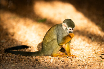 Close-up of a South American squirrel monkey (Saimiri sciureus) eating fruit in a zoological park