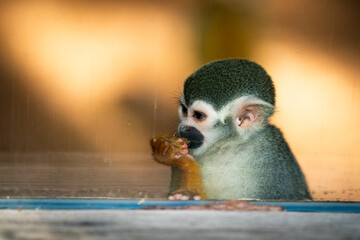 Close-up of a South American squirrel monkey (Saimiri sciureus) eating fruit in a zoological park