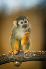 Close-up of a South American squirrel monkey (Saimiri sciureus) eating fruit in a zoological park
