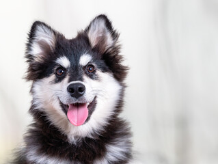 siberian husky puppy