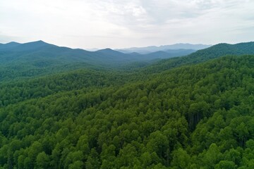 Lush green forest with a clear blue sky above