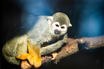 Close-up of a South American squirrel monkey (Saimiri sciureus) eating fruit in a zoological park