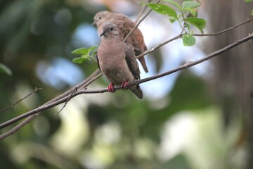 ave - rolinha roxa - Columbina talpacoti	
