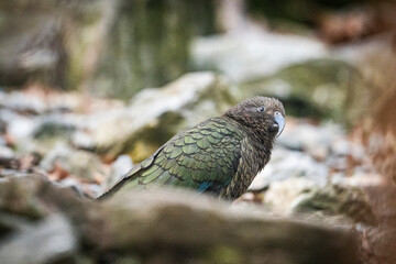 Kea, Nestor notabilis bird