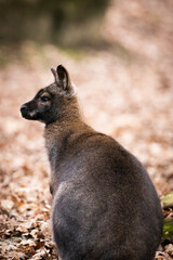 Naklejka premium The red-necked wallaby, Bennett's wallaby (Notamacropus rufogriseus) kangaoo in the zoo park 