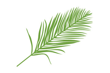 palm leaves. palm. large leaves of a gastrointestinal tree. Pattern of leaves. nature. greens. biology. ecology. 