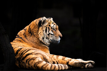 Siberian Tiger (Panthera tigris altaica) amazing portrait black background