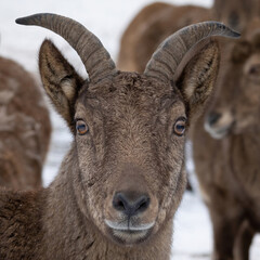 East Caucasian tur (Capra caucasica cylindricornis)