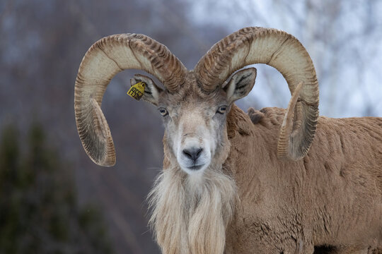 Transcaspian urial (Ovis orientalis arkal). Wild life animal.