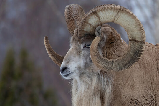 Transcaspian urial (Ovis orientalis arkal). Wild life animal.