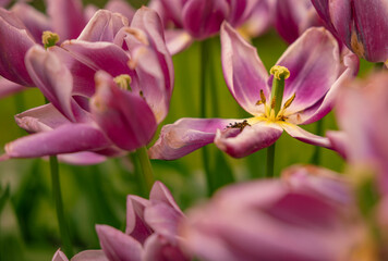 Tulips in Netherlands