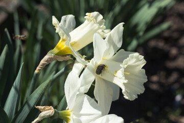 Flower pest in the garden - Tropinota hirta eats the flowers of the white trumpet daffodil