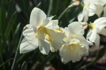 Damaged daffodils in the flowerbed, eaten by a Tropinota hirta. Fighting harmful insects