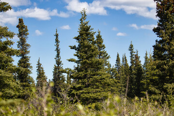Green trees and plants on a sunny spring day in interior Alaska.