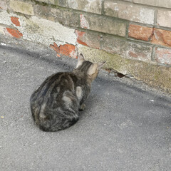 Cat Stalking a Mouse Against Brick Wall Background