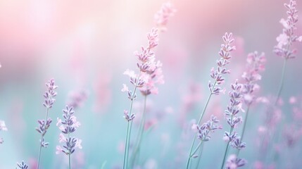 Delicate Lavender Blooms in a Pastel Field
