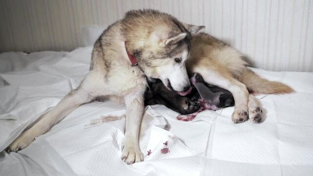 Pregnant husky or Siberian husky dog ​​with multi-colored eyes resembling a wolf lies on white absorbent diapers, the dog eats the shell in which the puppy was born and licks the puppy