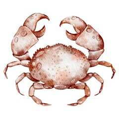 Watercolor crab on isolated background. Hand drawn illustration of wild crustacean undersea animal with claws. Marine or ocean underwater life. Drawing seafood in cartoon style.