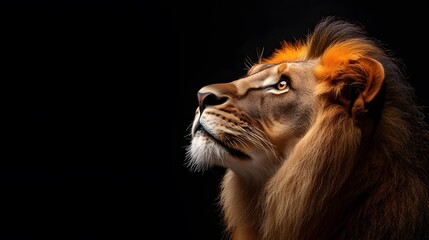 elegant aesthetic lion