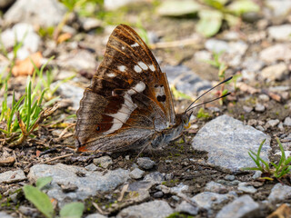 Purple Emperor Butterfly. Wings Closed.