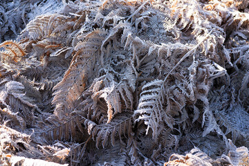 Beautiful Yellowed fern leaves covered with frost in frozen forest on a cold winter morning. Natural beauty concept