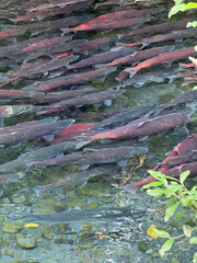 Salmon Spawning in River