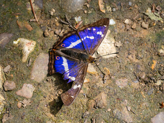 Purple Emperor Butterfly. Wings Open