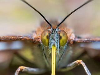 Purple Emperor Butterfly. Wings Open