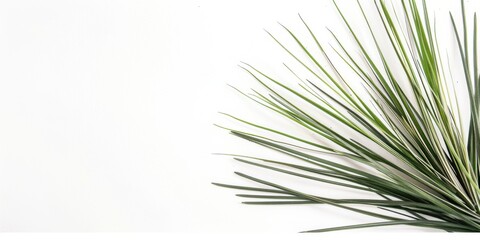 Obraz premium A nature-inspired and organic scene against a stark white backdrop, Natural elements with minimalist design, Nature minimalist style