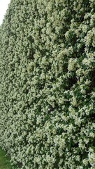 Lush garden wall covered in white star jasmine flowers