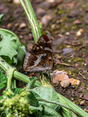 Purple Emperor Butterfly. Wings Closed.