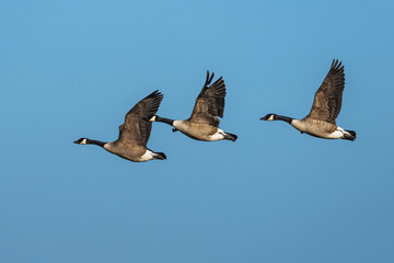 Canada Goose, Branta canadensis, birds in flight over winter marshes