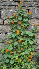 Trailing nasturtium vines on stone garden wall