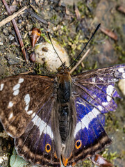 Purple Emperor Butterfly. Wings Open