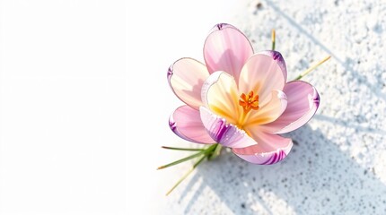 Obraz premium delicate pink crocus flower blooming through snow, close-up of early spring flora with soft sunlight and minimalistic white background
