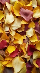 Colorful Autumn Leaves in Various Shades on a Surface Background