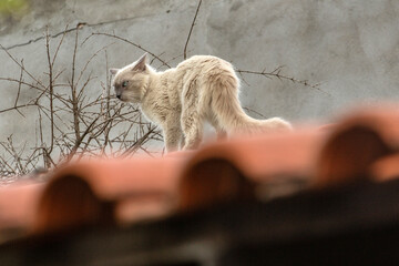 Um bonito gato de pelagem farta, sem dono, caminhando sobre o telhado de uma casa.