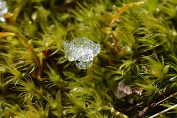 Cristaux de glace dans un écrin de verdure